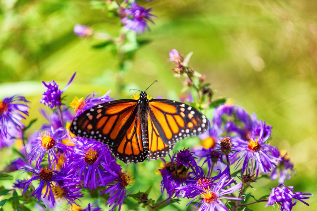 Fiori viola e farfalla Monarch