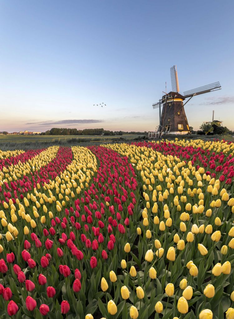 Campo di tulipani olandese