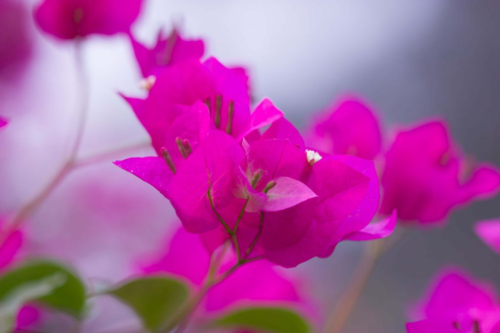 Fiore rosa primo piano