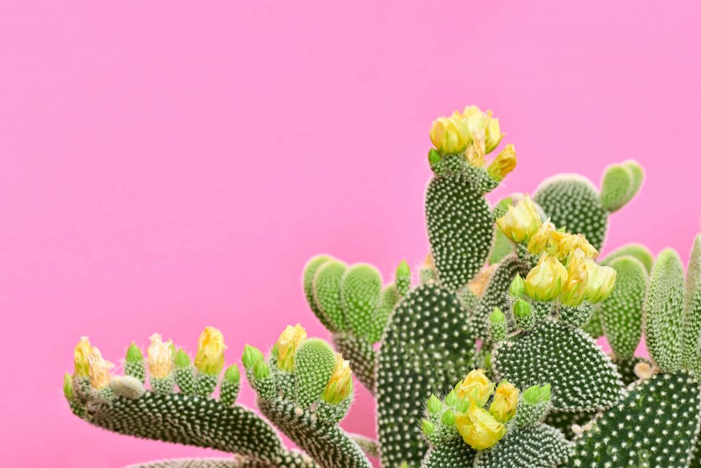 Cactus allegro