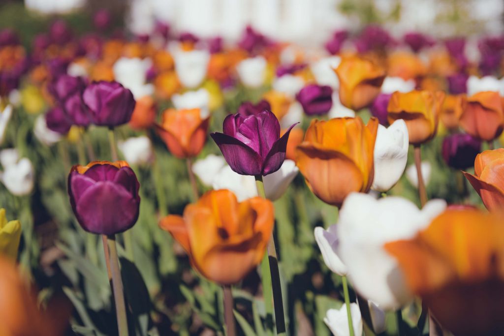 Tulipani colorati in stile vintage