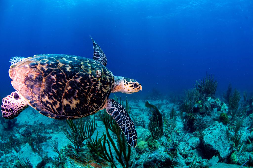 Nuotare tartaruga nell'oceano