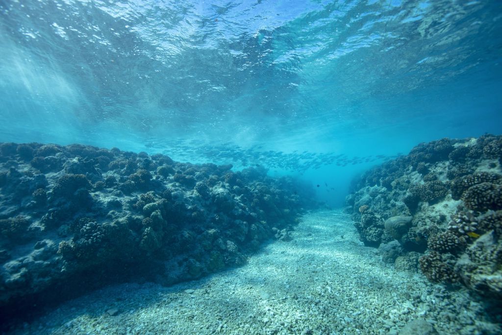 Mondo sottomarino con corallo
