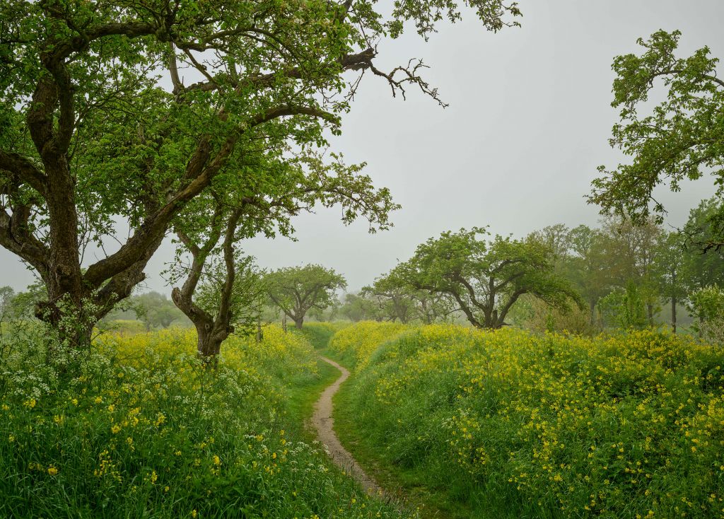 Sentiero attraverso colline con fiori gialli