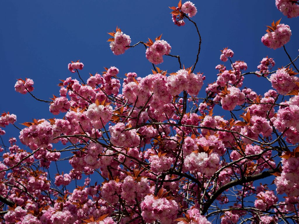Fiore rosa con cielo blu