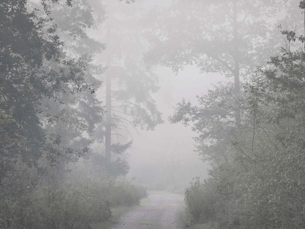 Strada attraverso la foresta nebbiosa