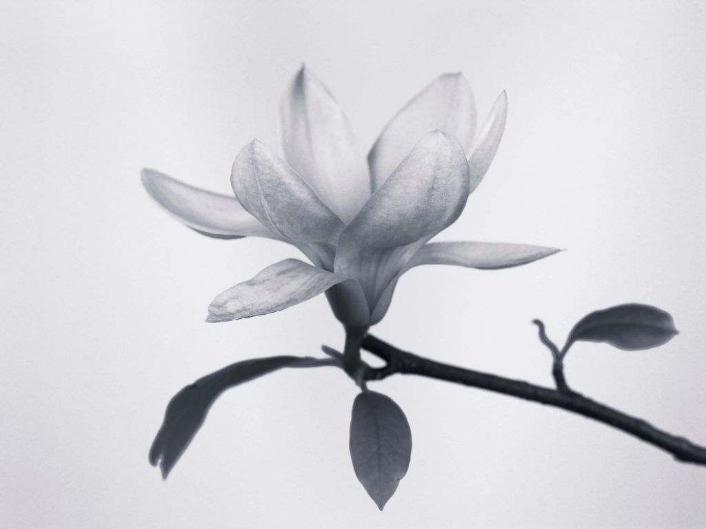 Bella magnolia