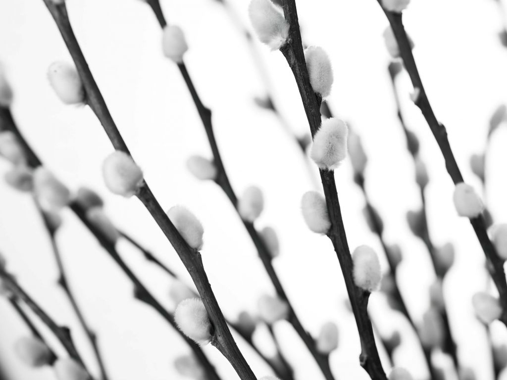 Salice della foresta in bianco e nero