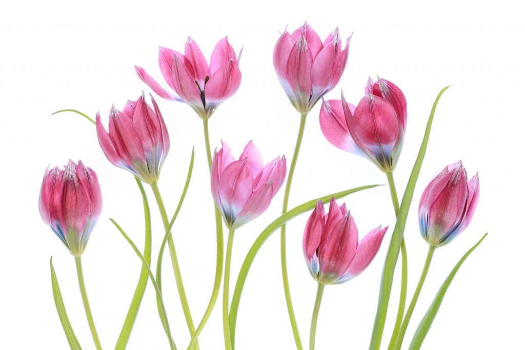 Tulip blush