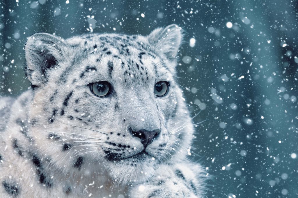 Leopardo delle nevi