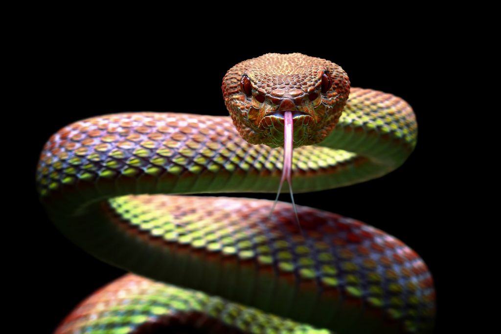 Serpente vipera