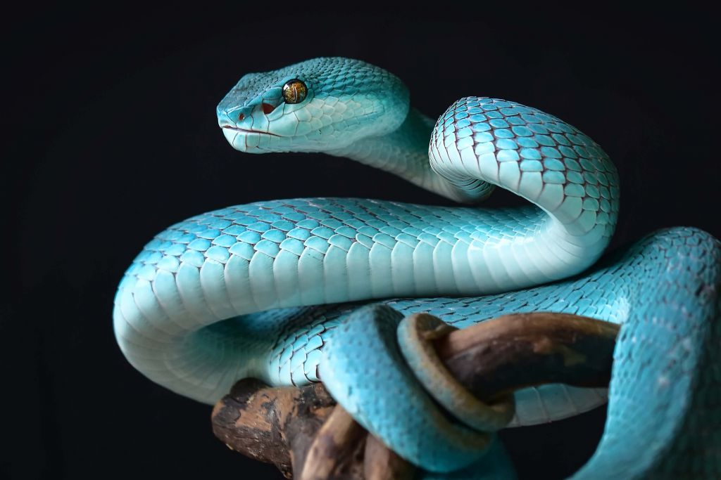 Serpente blu insulare