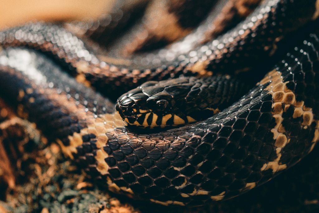 Close-up serpente