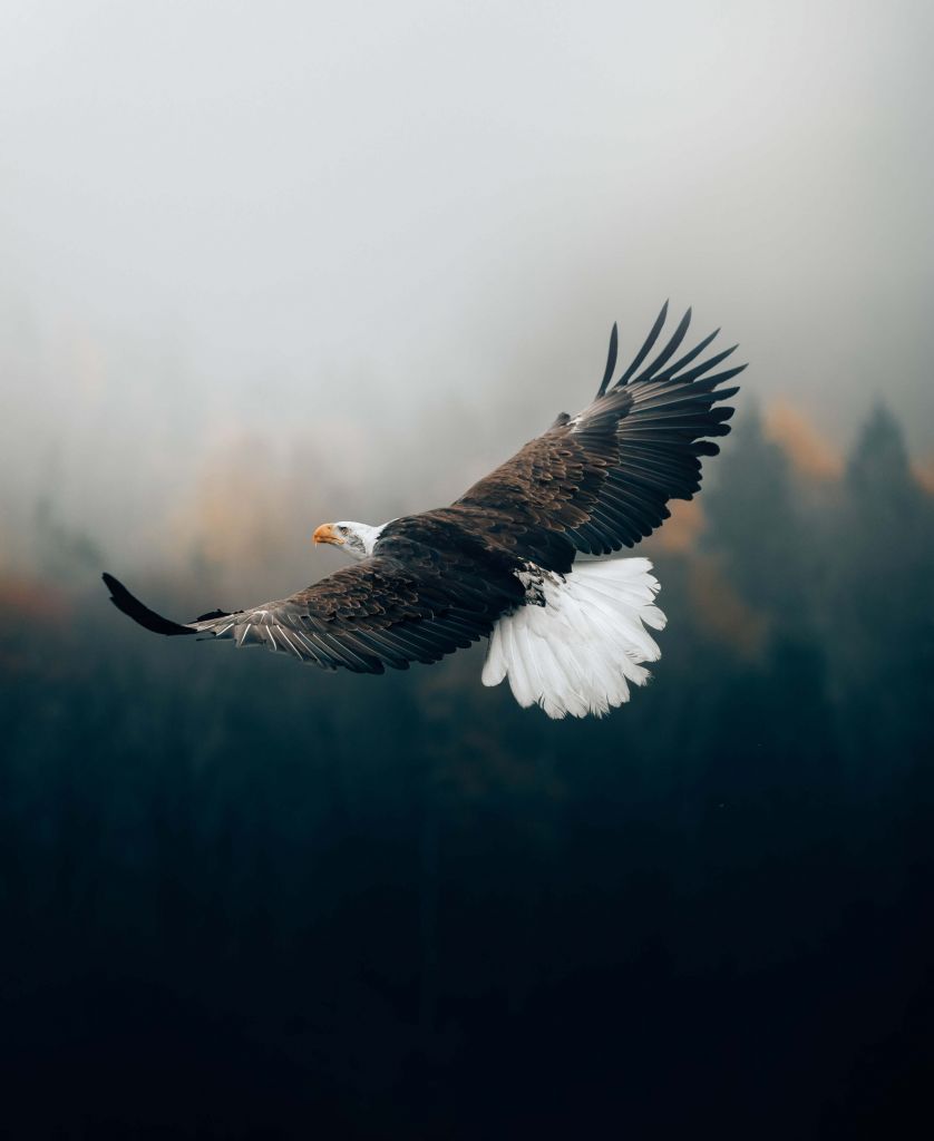 Aquila calva sopra la foresta