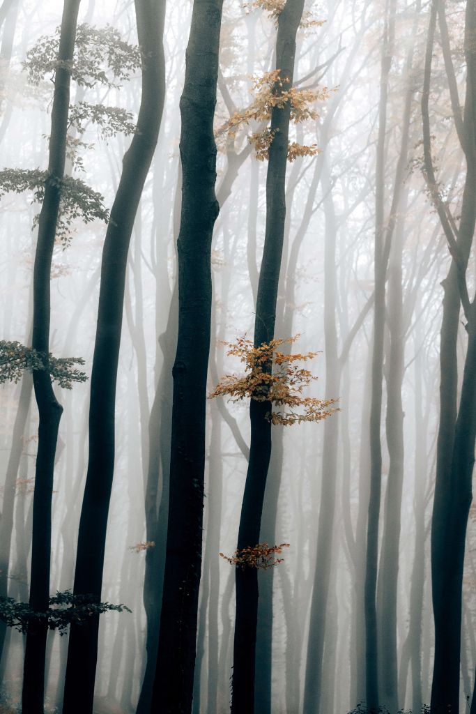 Nebbia nella foresta di faggi