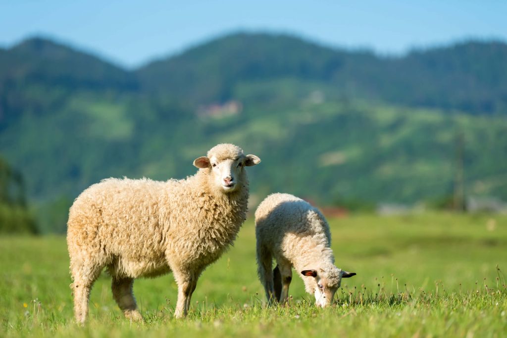 Due pecore al pascolo