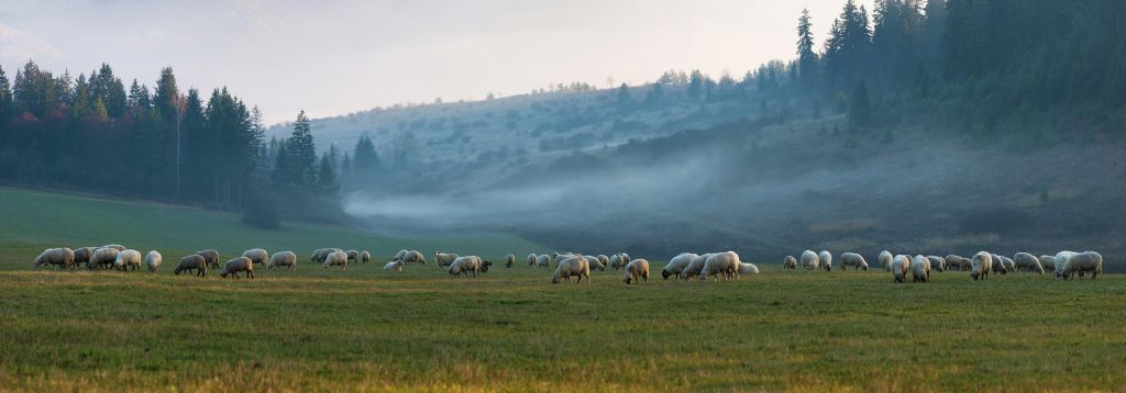 Gregge di pecore con paesaggio nebbioso