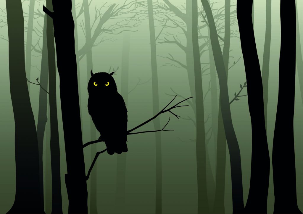 Gufo illustrato nella foresta scura