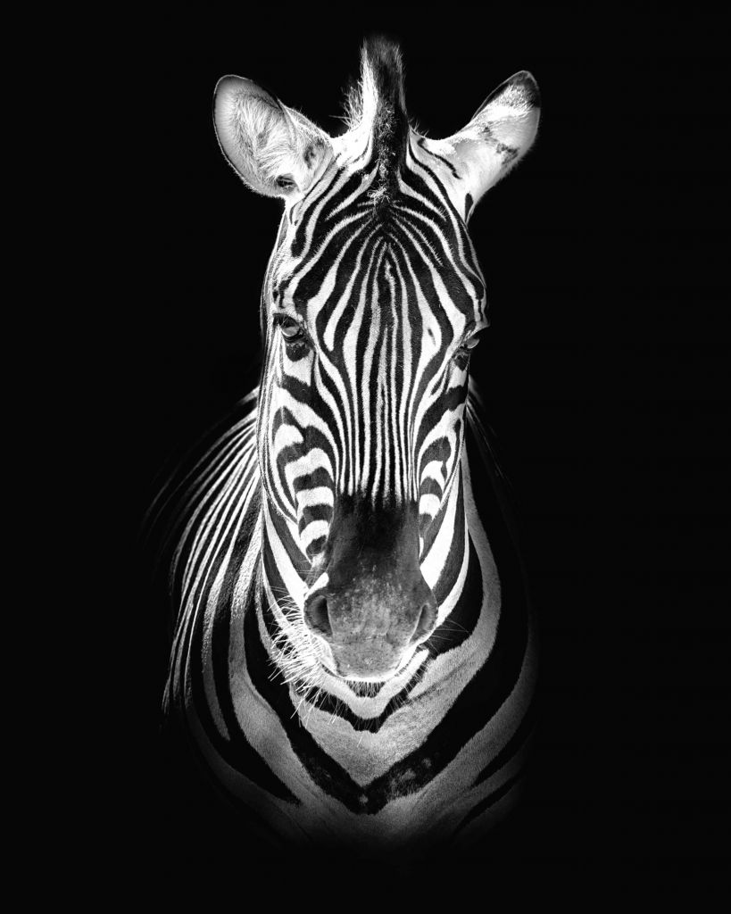 Close-up zebra in bianco e nero