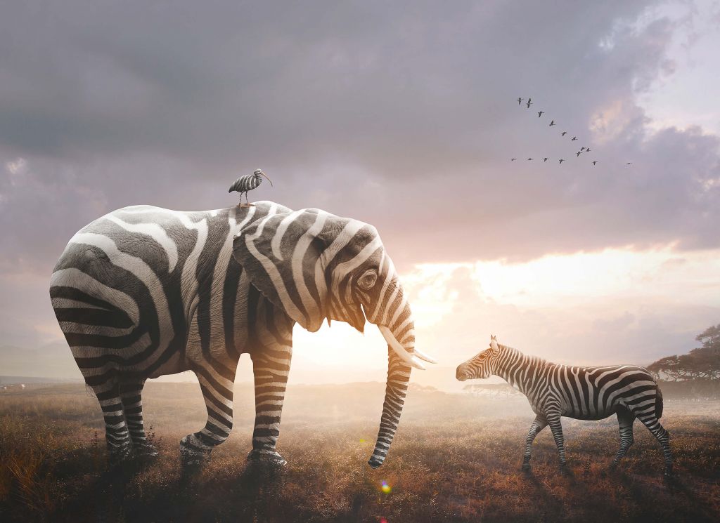 Elefante con strisce di zebra