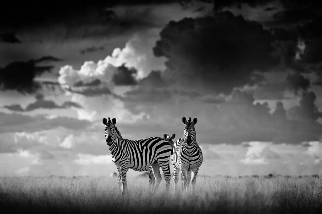 Zebre in lontananza in bianco e nero