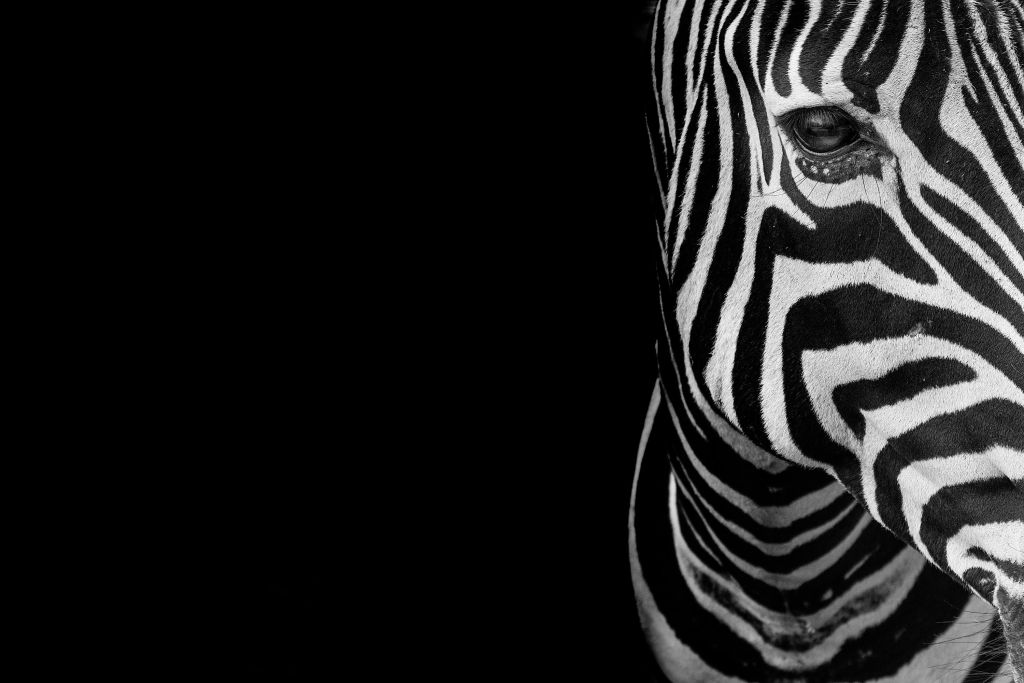 Primo piano mezza testa di zebra
