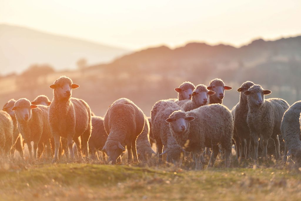 Guardando le pecore
