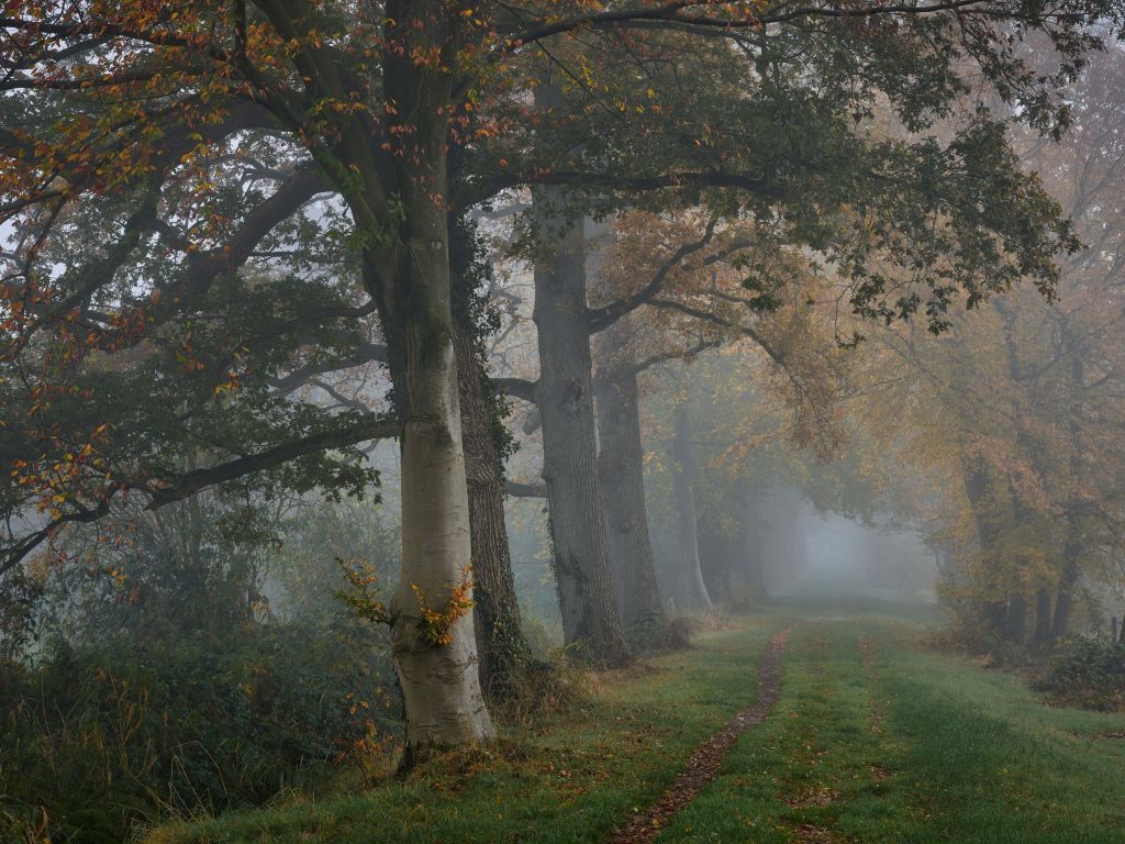 Corsia con alberi nella nebbia