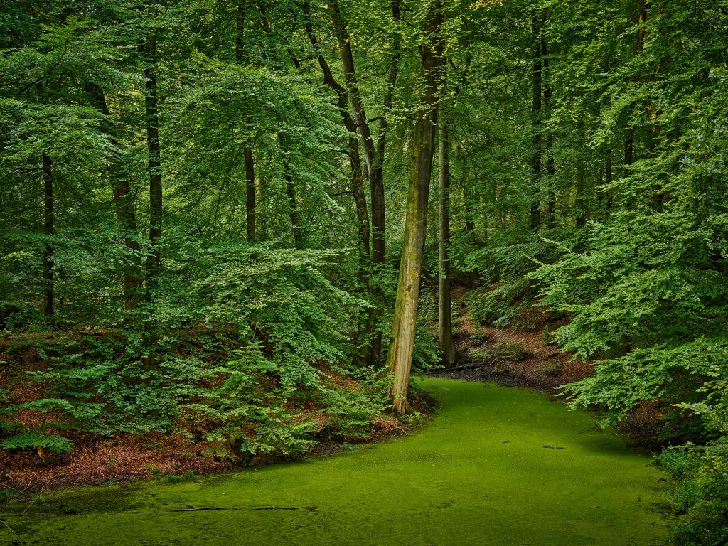 Ruscello con alghe nel bosco