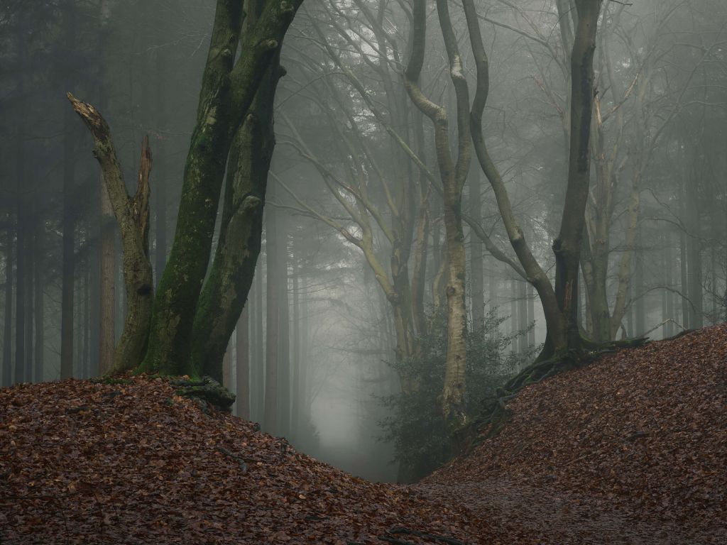 Sentiero attraverso la foresta misteriosa