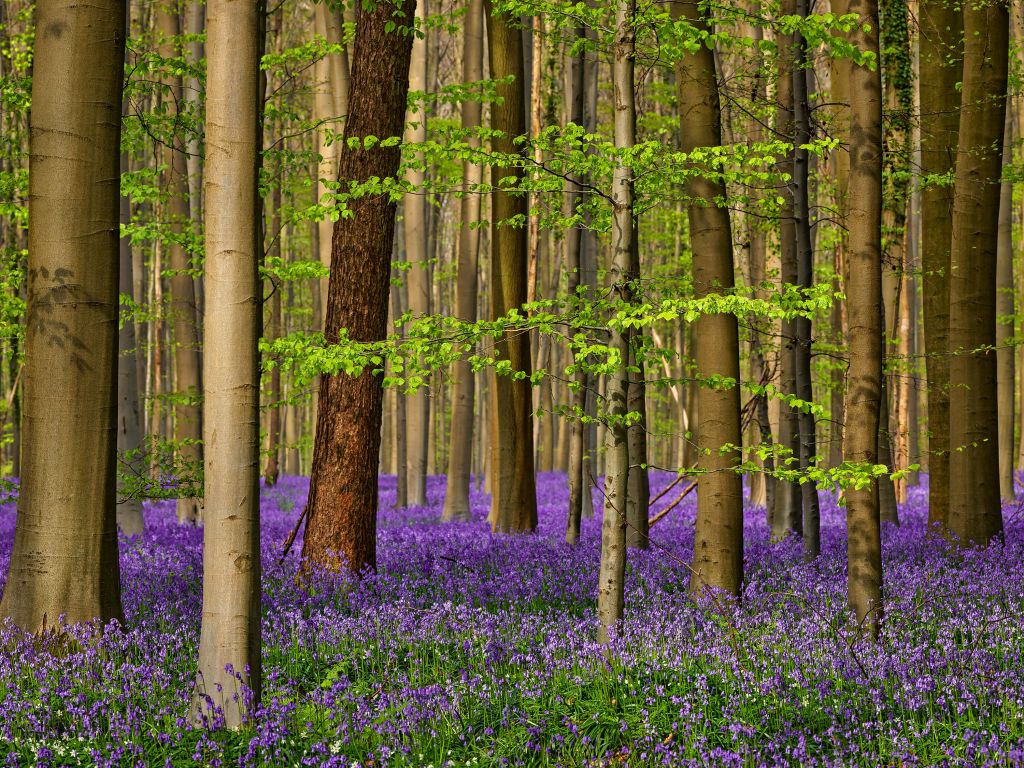 Foresta con fiori viola