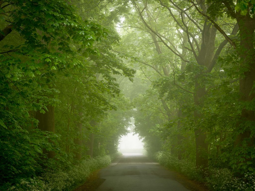 Foresta verde con sentiero nebbioso
