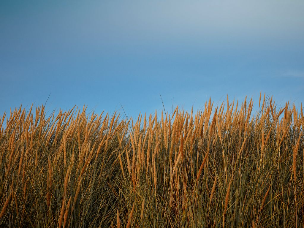 Erba delle dune