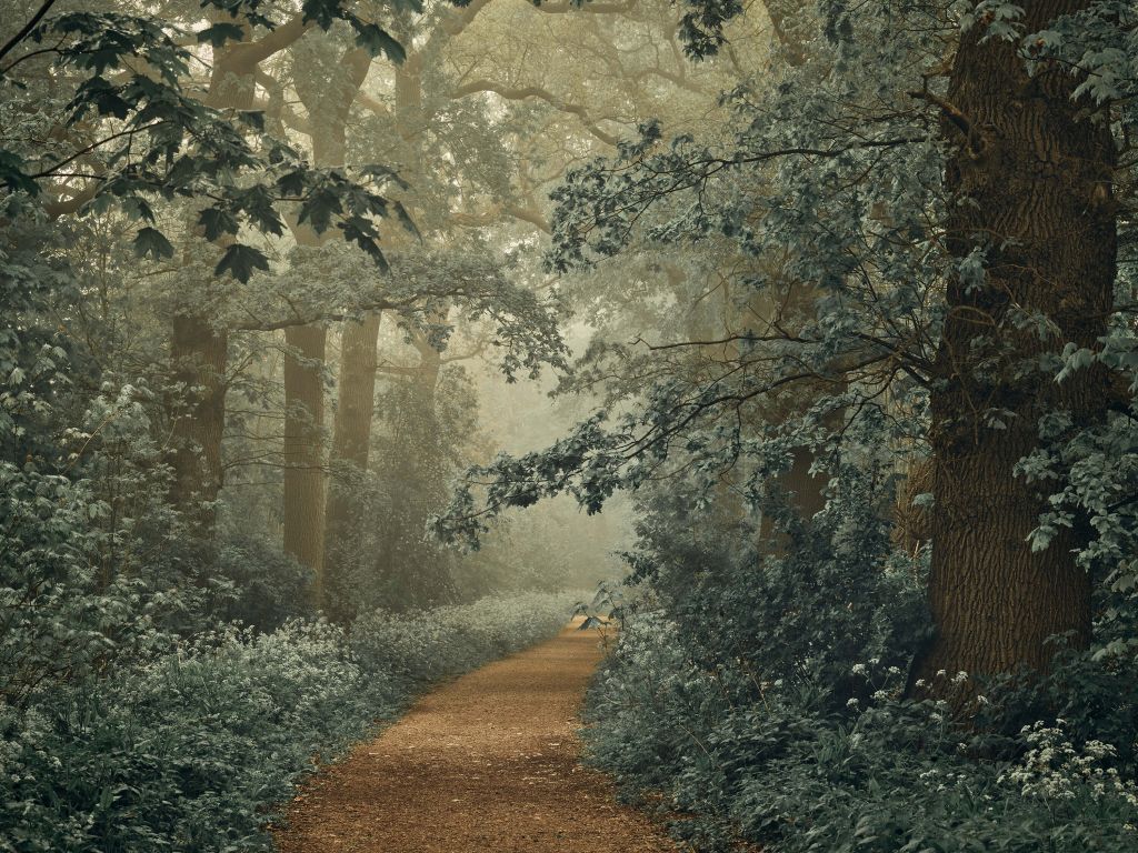 Sentiero nella foresta con nebbia