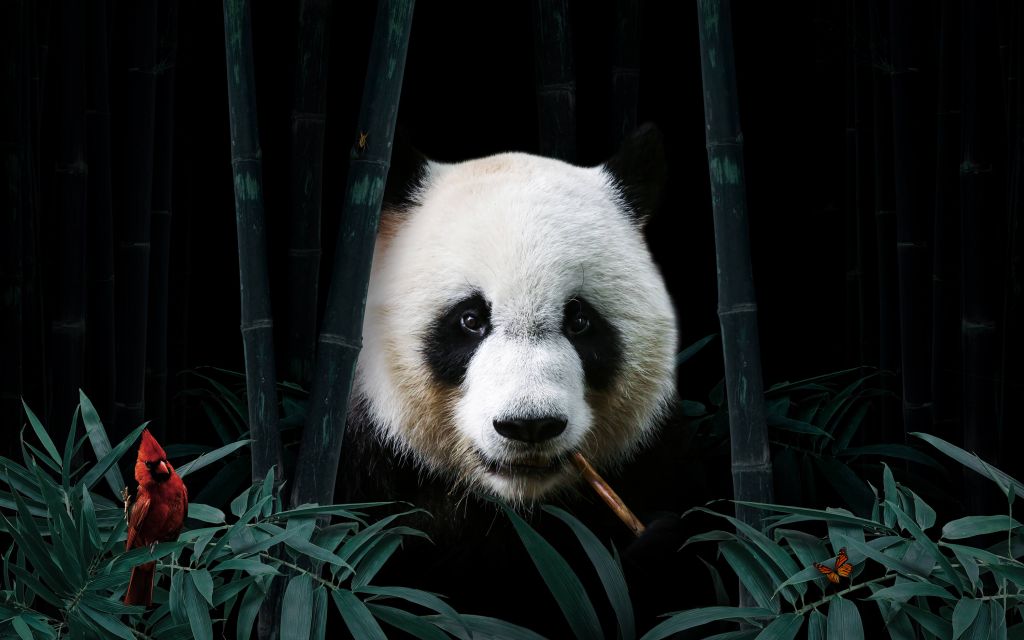 Panda nella giungla