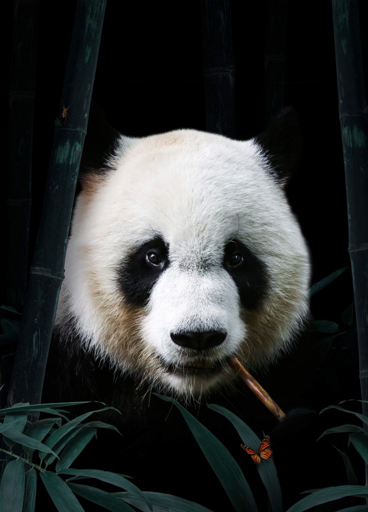 Panda Ritratto