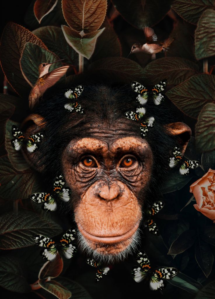Tropical Chimpanzee Ritratto