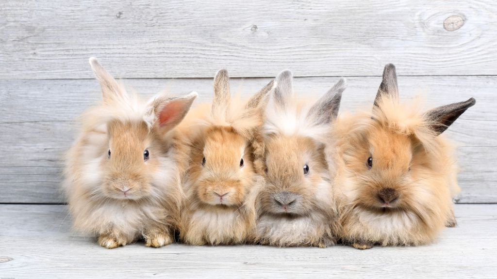 Conigli in miniatura