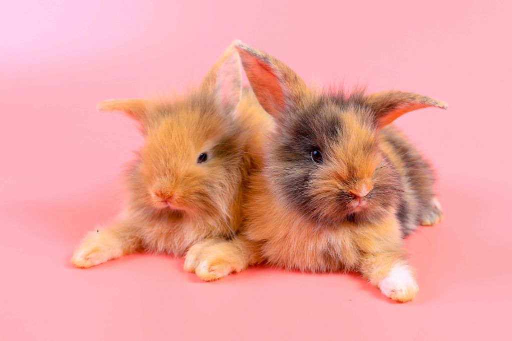 Coniglietti con sfondo rosa