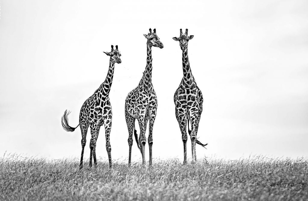 Giraffes in the Mara plains