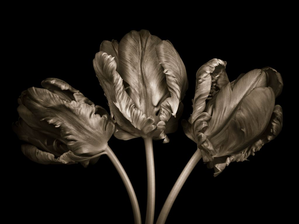 Tre tulipani rococò