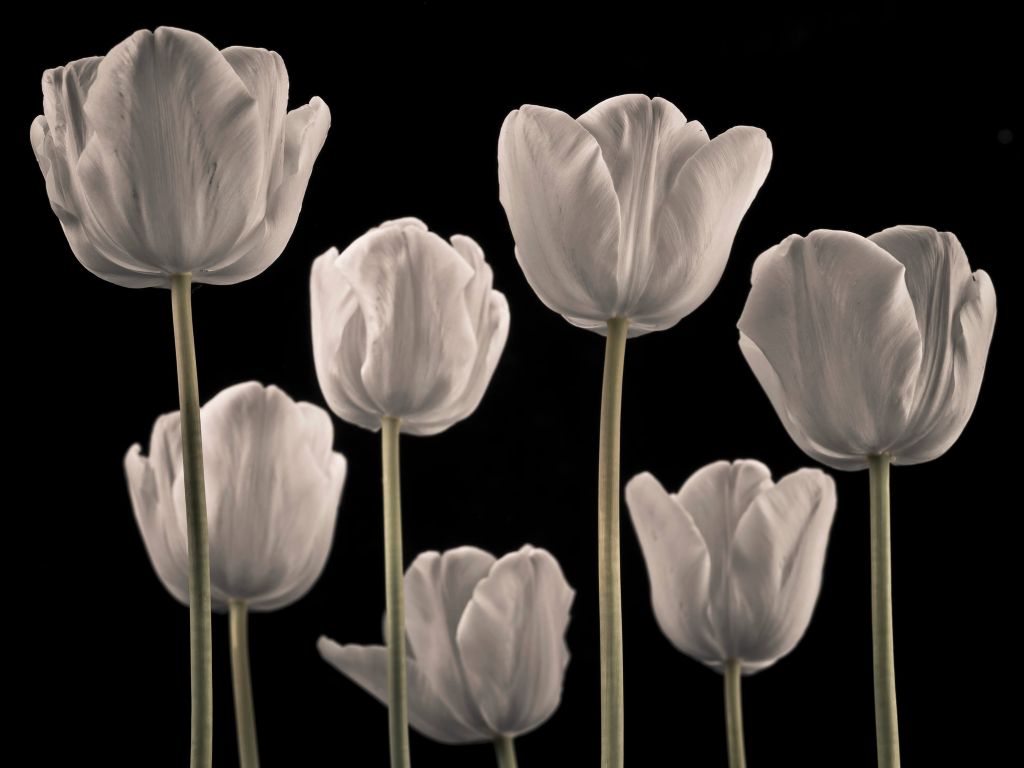 Diversi tulipani