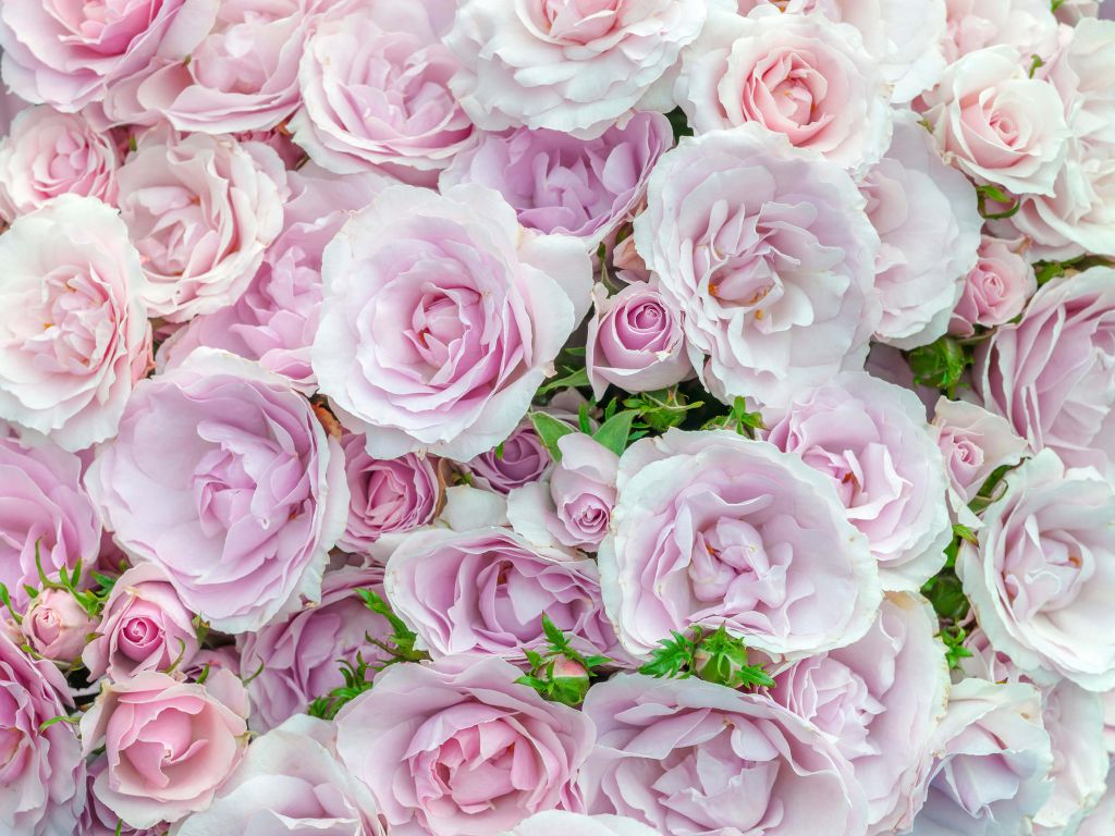 Rose colorate bianche e rosa