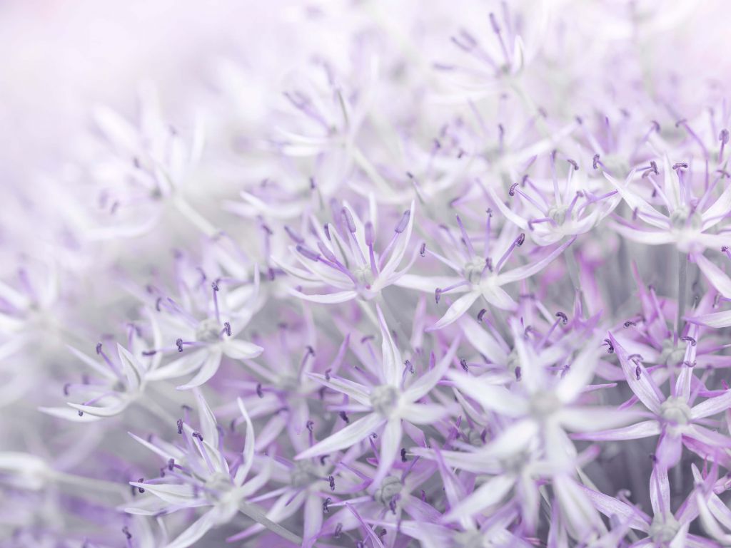 Primo piano di fiori di Allium