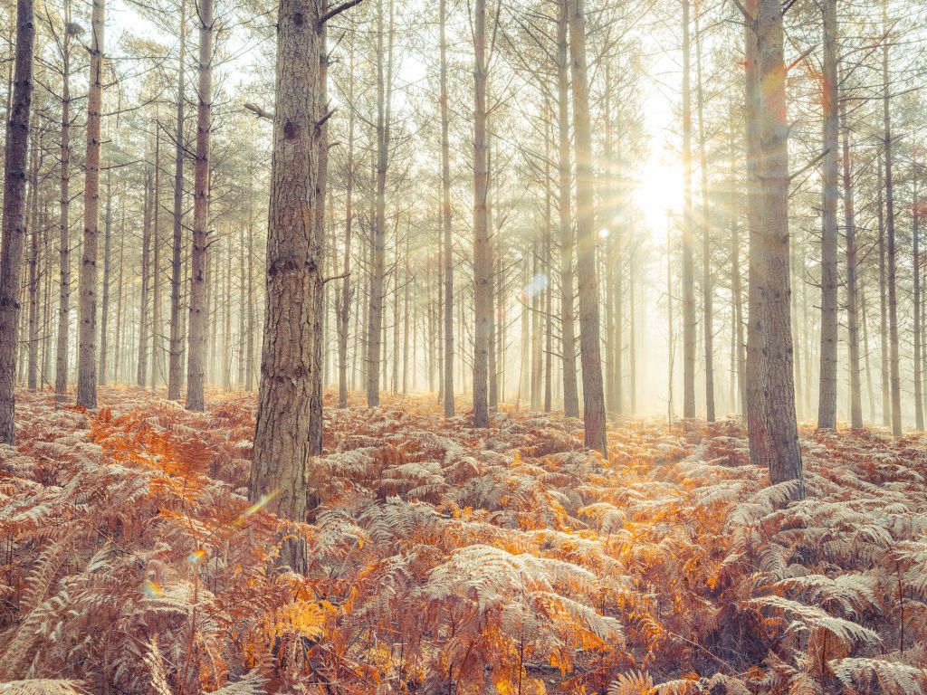 Raggi di sole attraverso gli alberi freddi