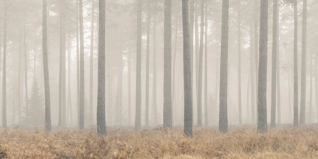 Foresta misteriosa e nebbiosa