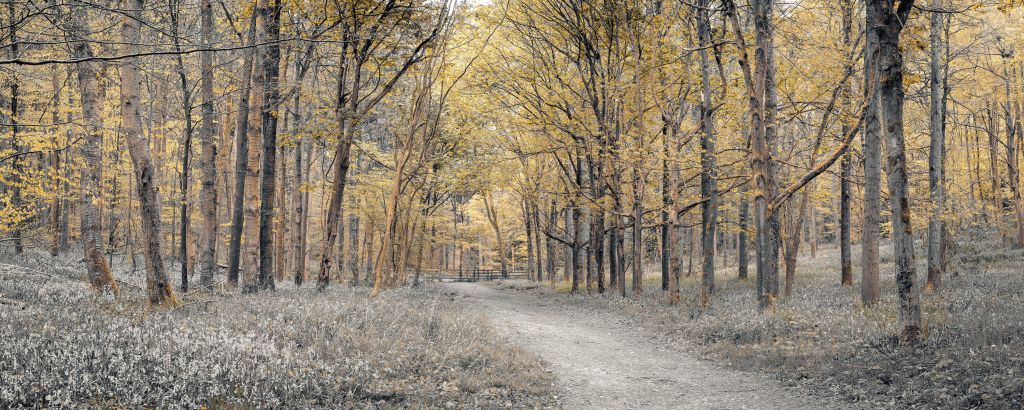 Strada forestale in autunno