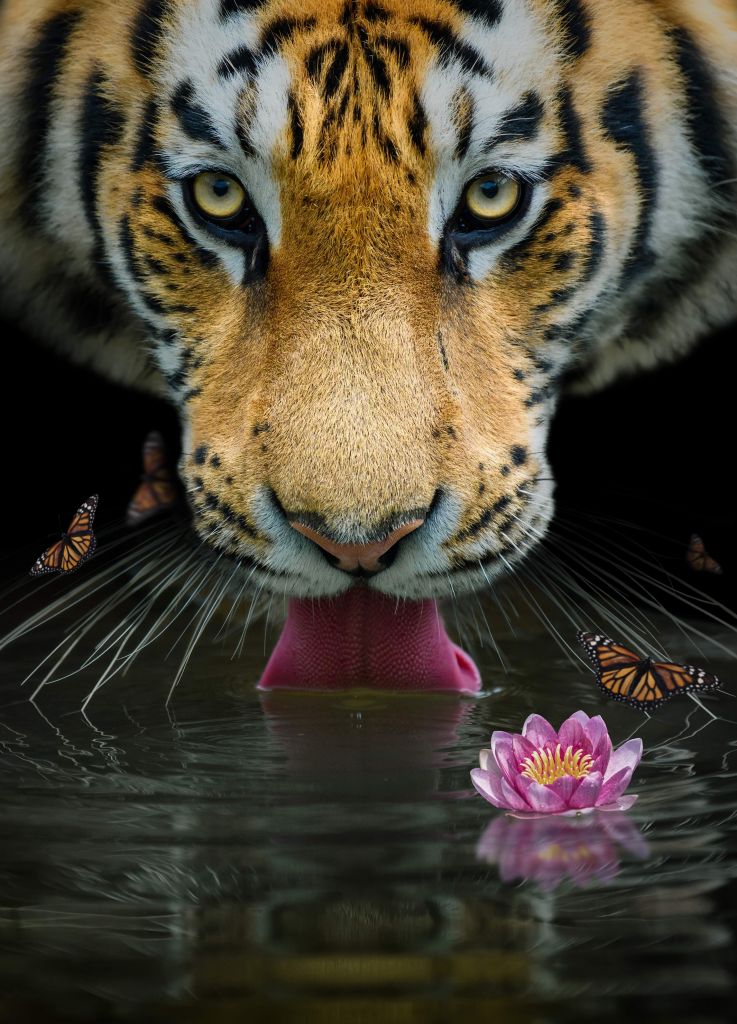 Ritratto di tigre della giungla