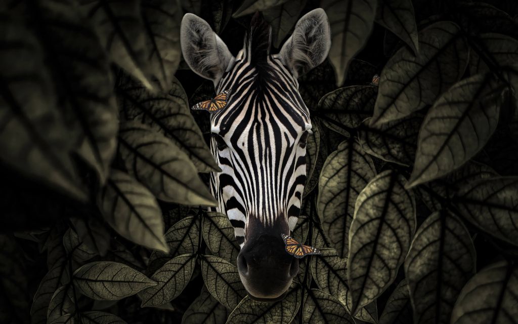Giungla Zebra