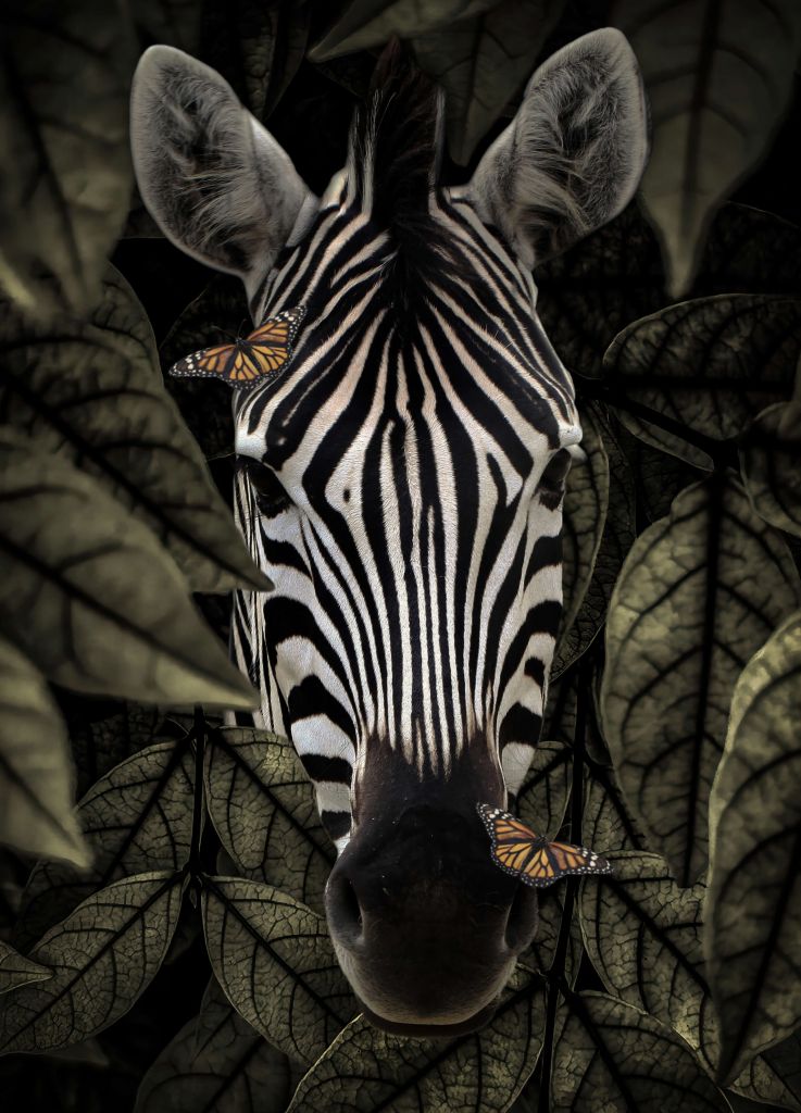 Ritratto di zebra della giungla